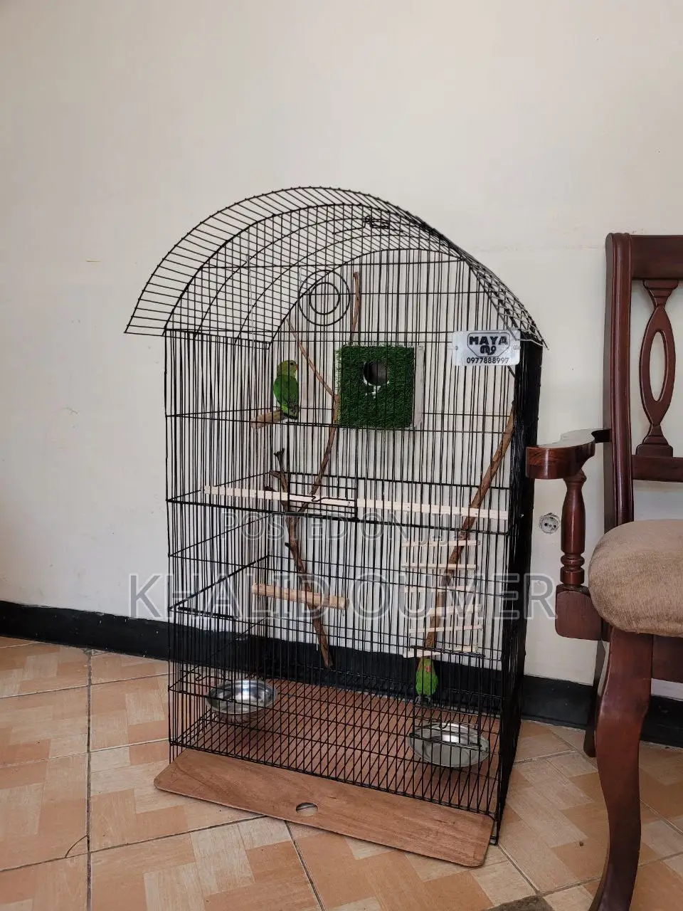 Parrot Discount