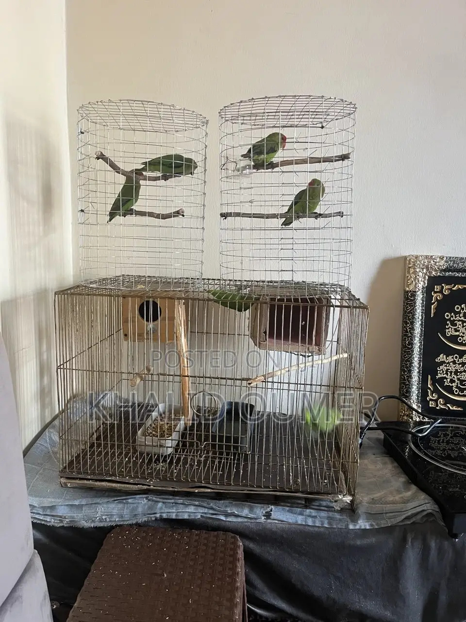 Parrot Discount