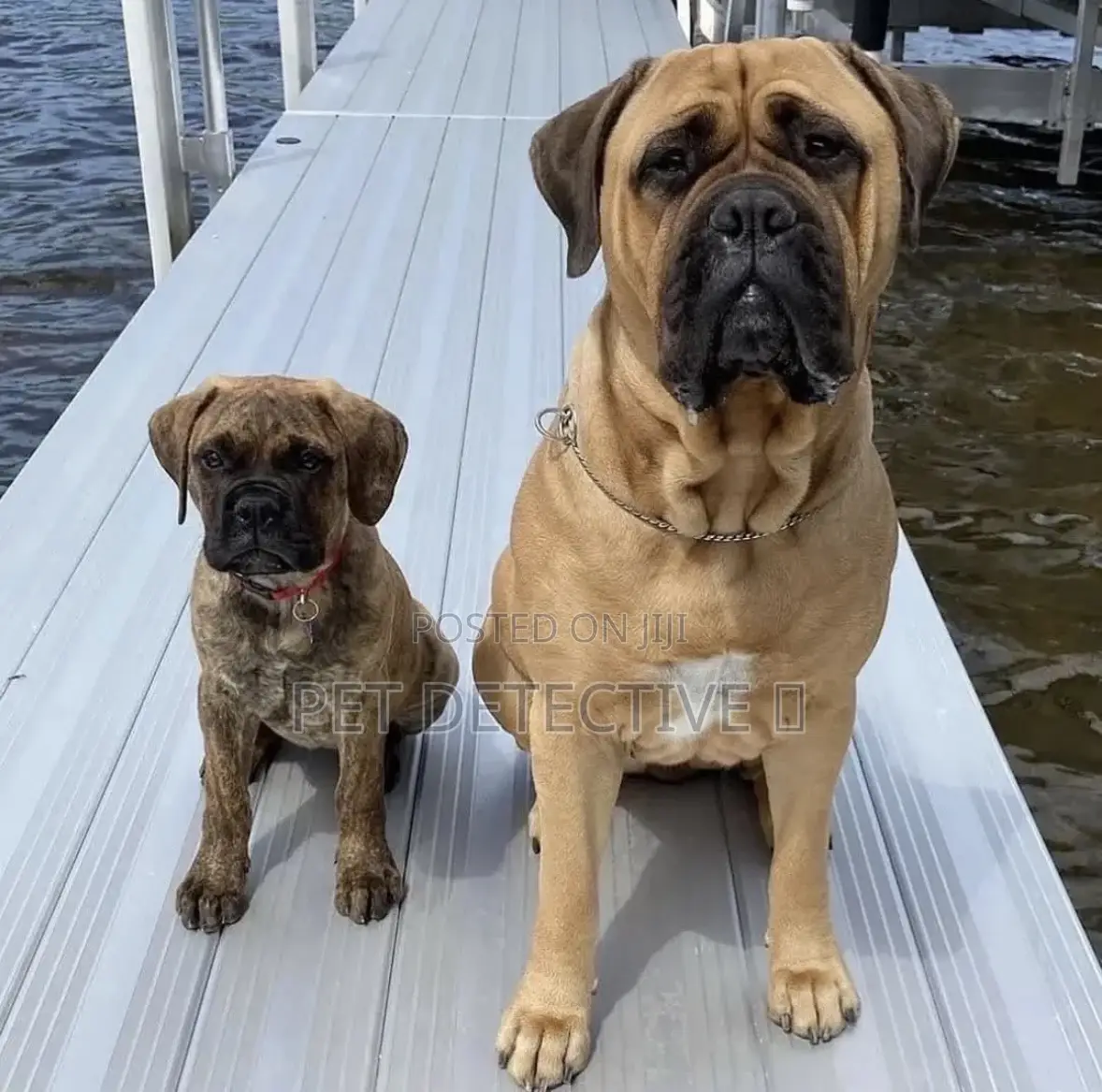 1-3 months Male Purebred Mastiff