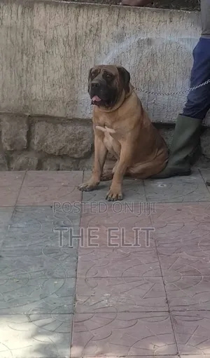 1-3 months Male Purebred Boerboel