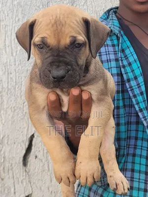 1-3 months Male Purebred Boerboel