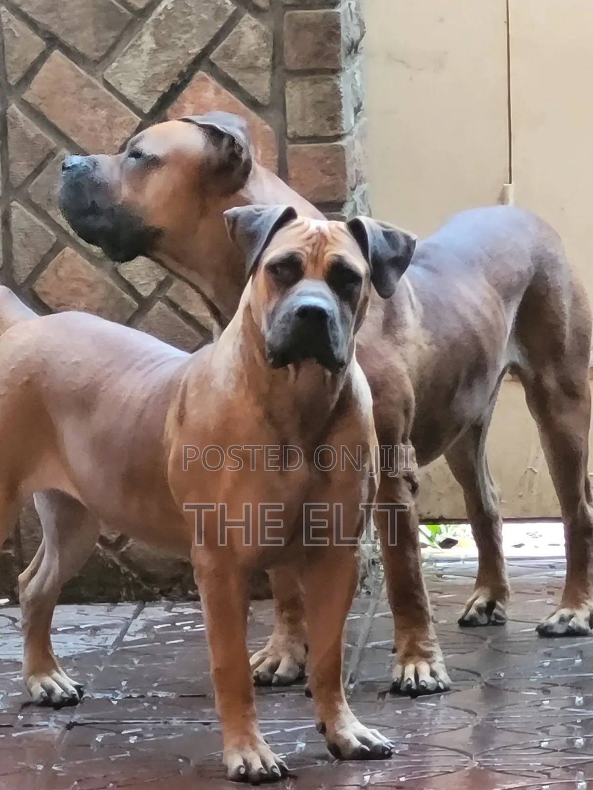 1-3 months Female Purebred Boerboel