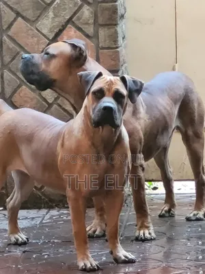 1-3 months Female Purebred Boerboel