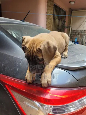 1-3 months Female Purebred Boerboel
