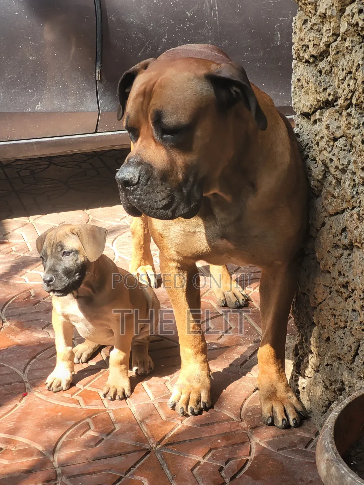 1-3 months Female Purebred Boerboel
