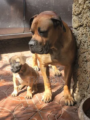 1-3 months Female Purebred Boerboel