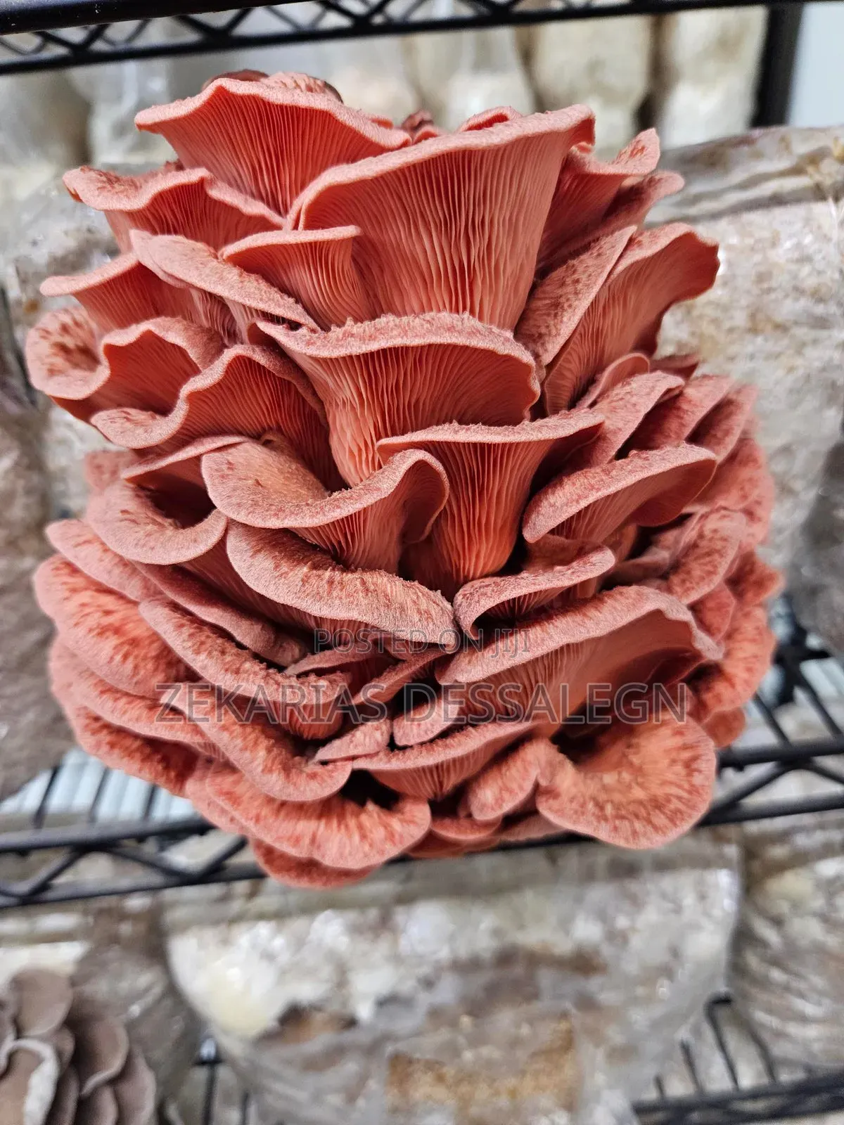 Fresh Oyster Mushroom
