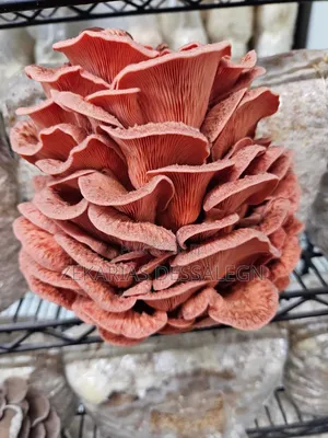 Fresh Oyster Mushroom