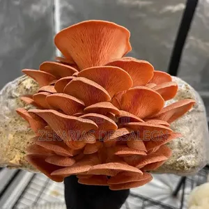 Fresh Oyster Mushroom