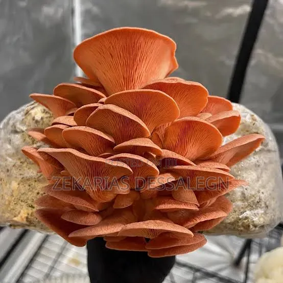 Fresh Oyster Mushroom