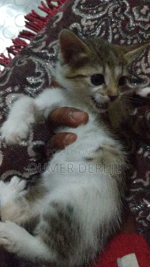 1-3 months Female Mixed Breed Abyssinian