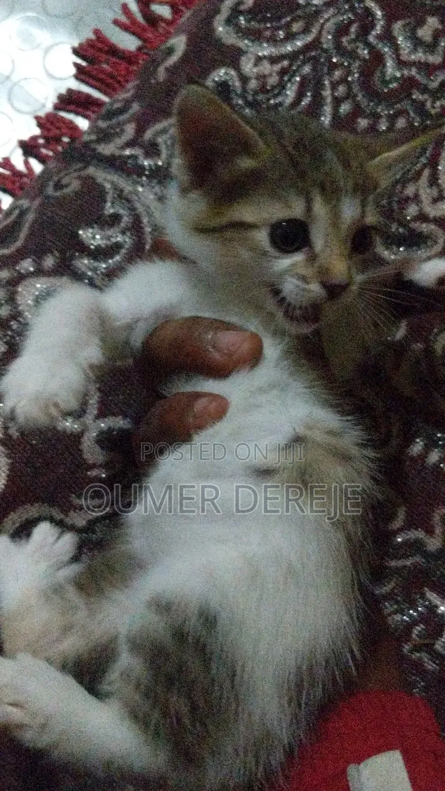 1-3 months Female Mixed Breed Abyssinian