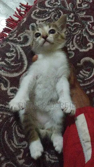 1-3 months Female Mixed Breed Abyssinian