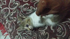 1-3 months Female Mixed Breed Abyssinian