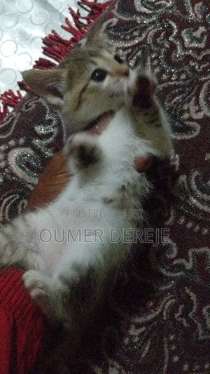 1-3 months Female Mixed Breed Abyssinian