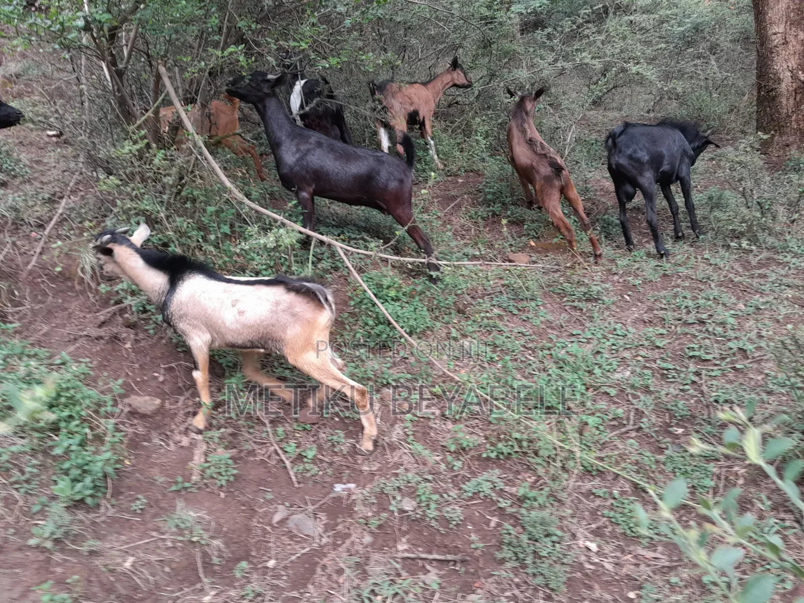 መጋቢ ፋርም/Megabi Farme