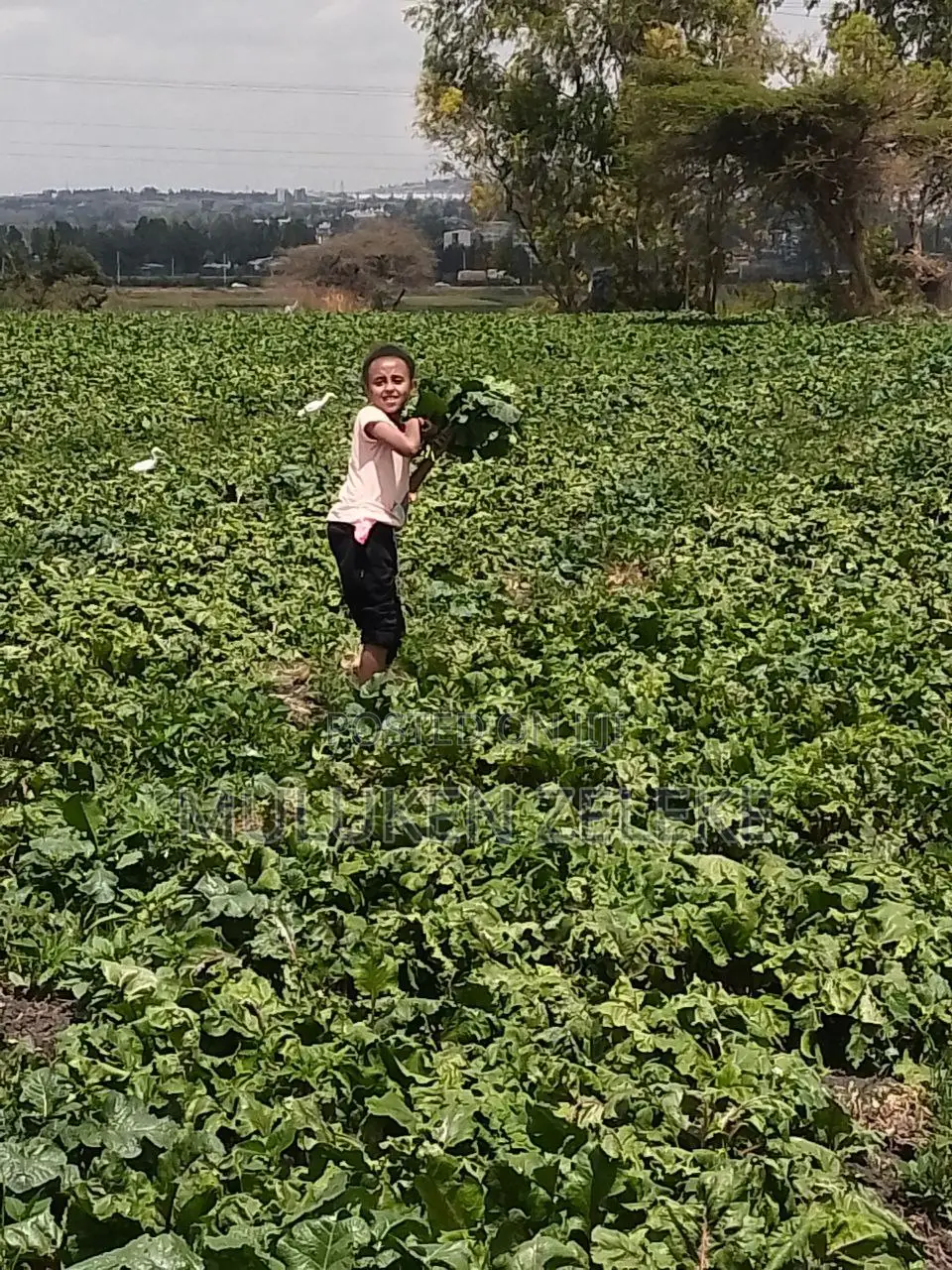 Land for Sell