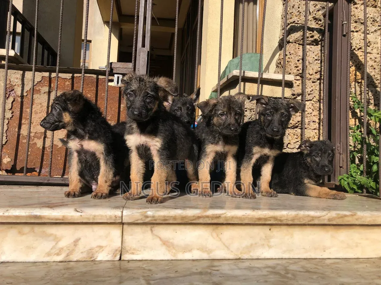 1-3 months Male Purebred German Shepherd