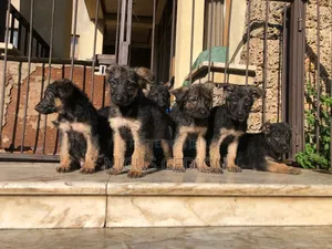 1-3 months Male Purebred German Shepherd