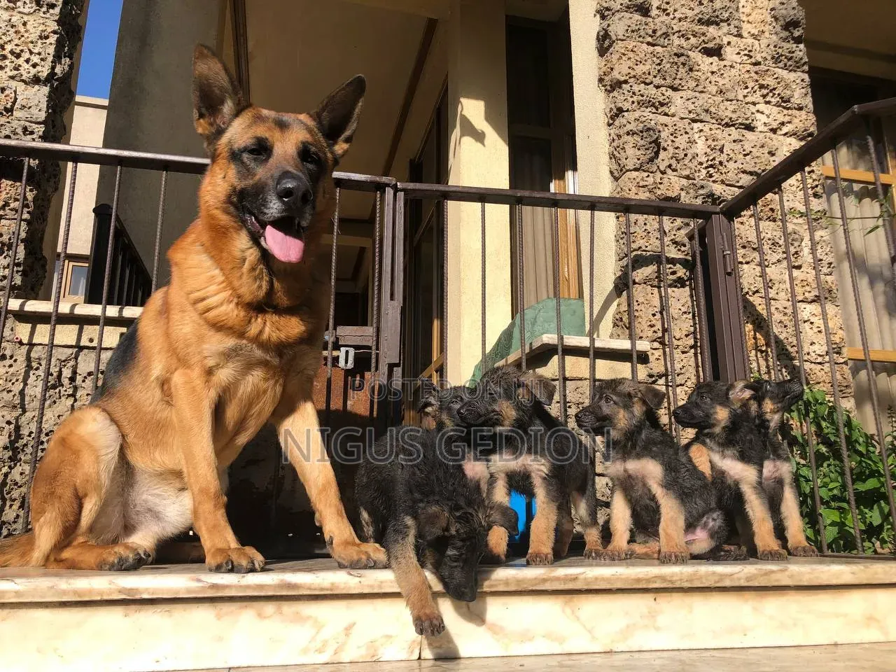 1-3 months Male Purebred German Shepherd