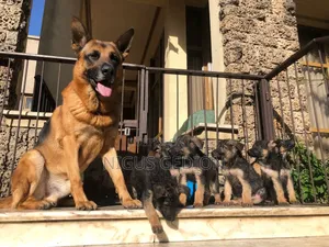 1-3 months Male Purebred German Shepherd