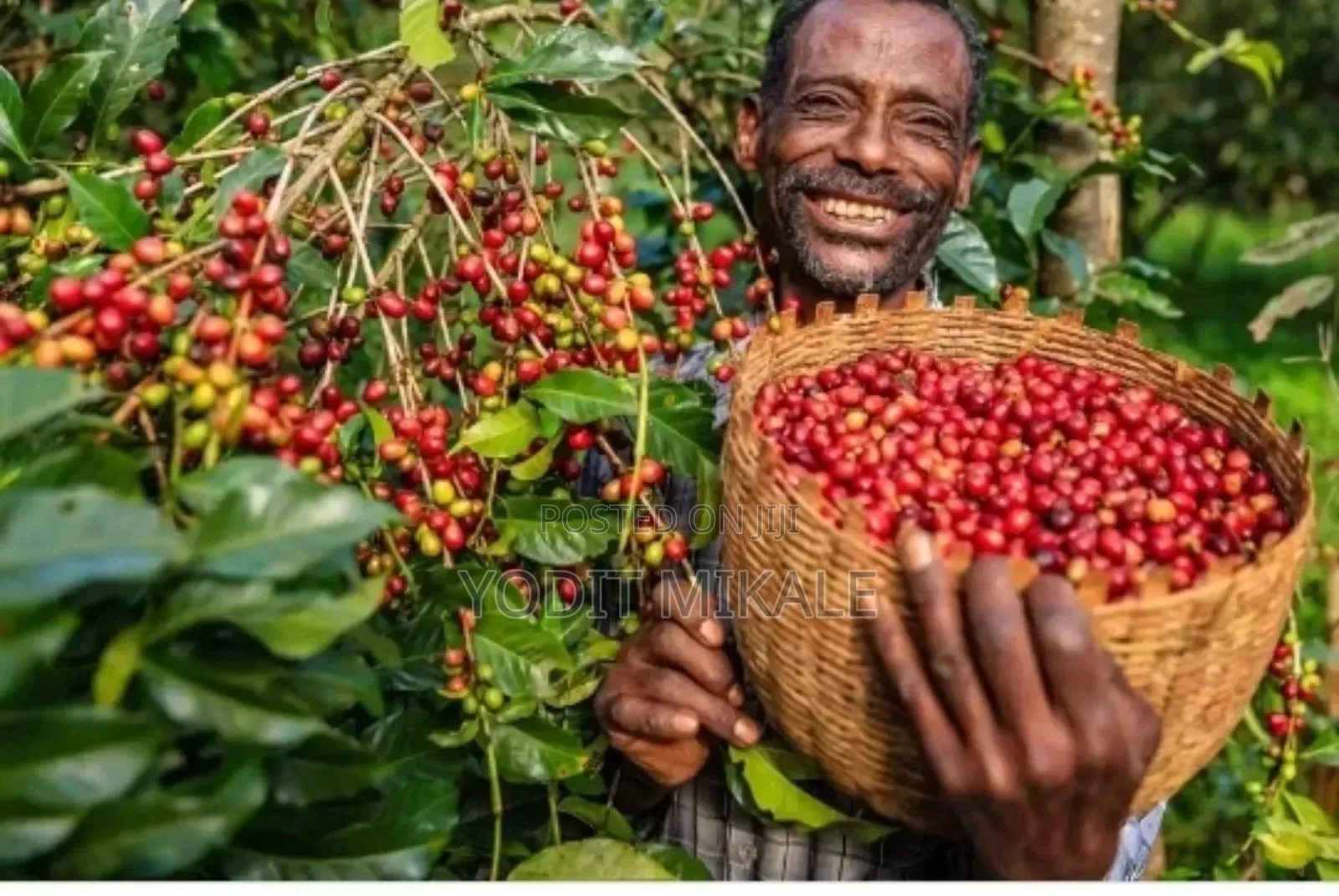 Coffee Production