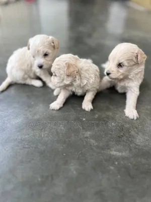 1-3 months Male Purebred Maltipoo