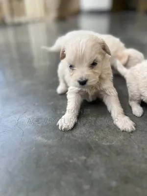 1-3 months Male Purebred Maltipoo