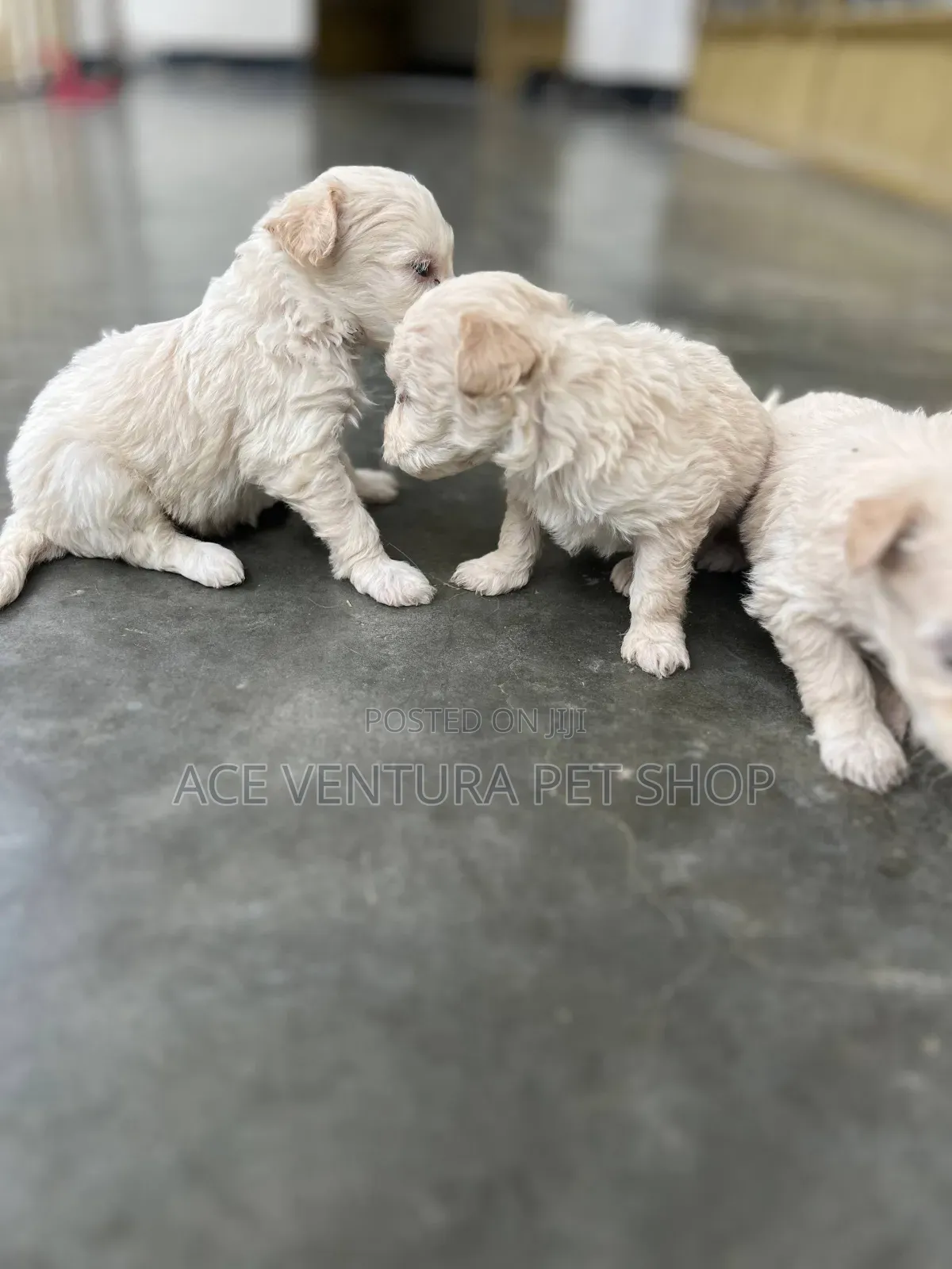 1-3 months Male Purebred Maltipoo