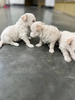 1-3 months Male Purebred Maltipoo