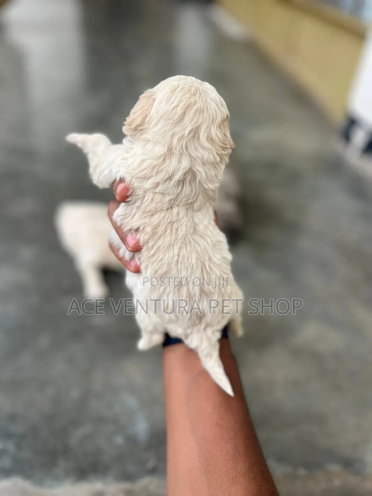 1-3 months Male Purebred Maltipoo