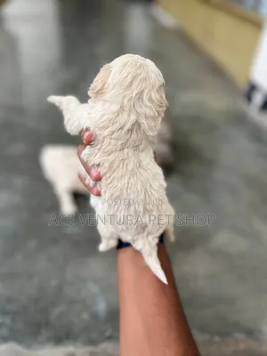 1-3 months Male Purebred Maltipoo