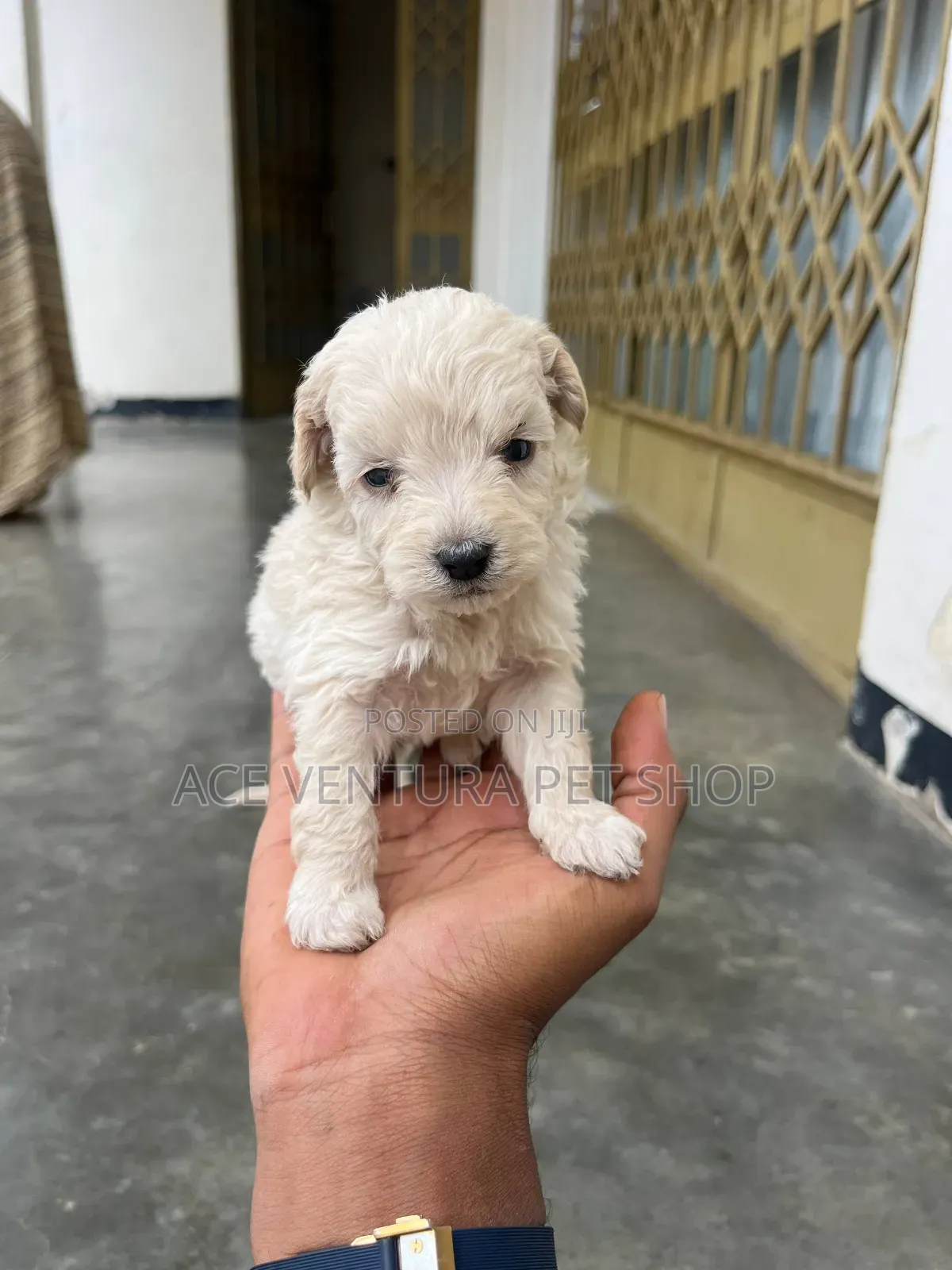 1-3 months Male Purebred Maltipoo