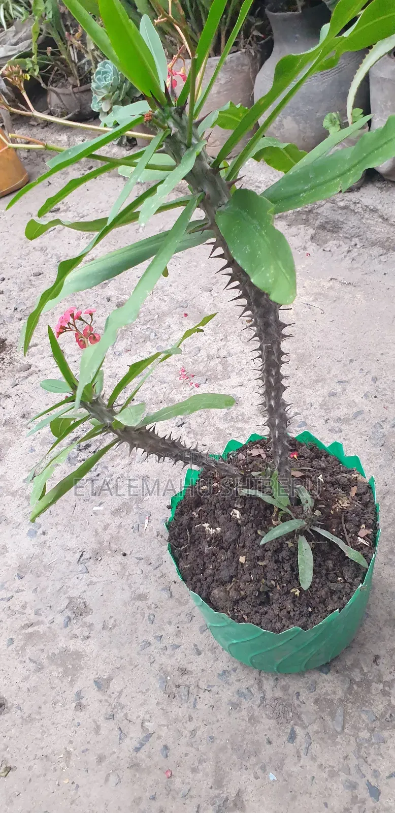 Crown of Torn Flower
