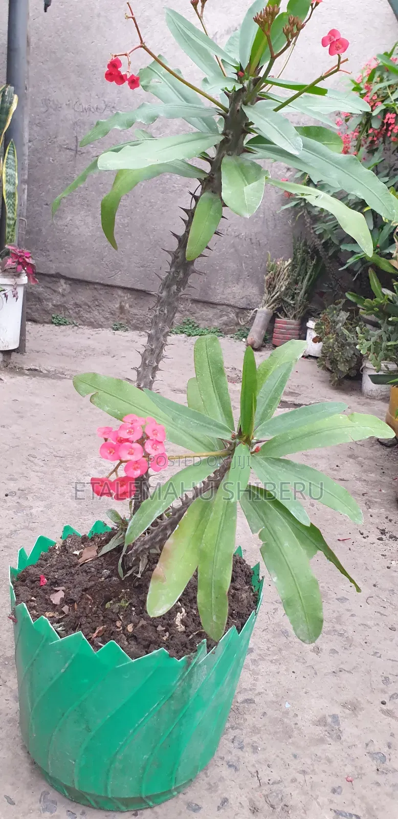 Crown of Torn Flower
