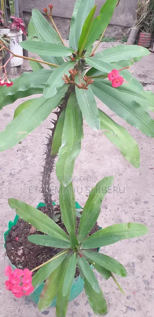 Crown of Torn Flower