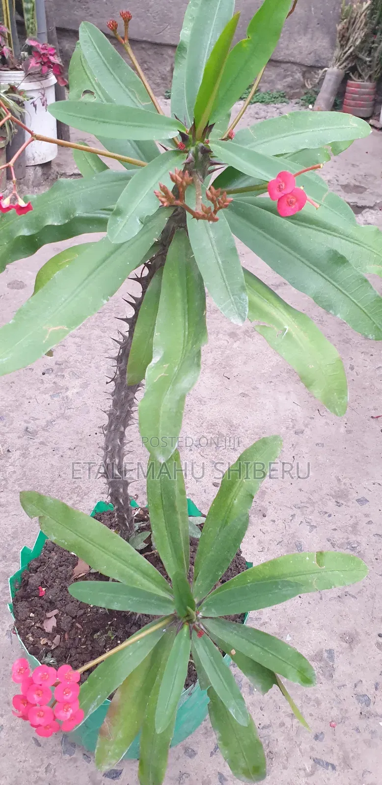 Crown of Torn Flower