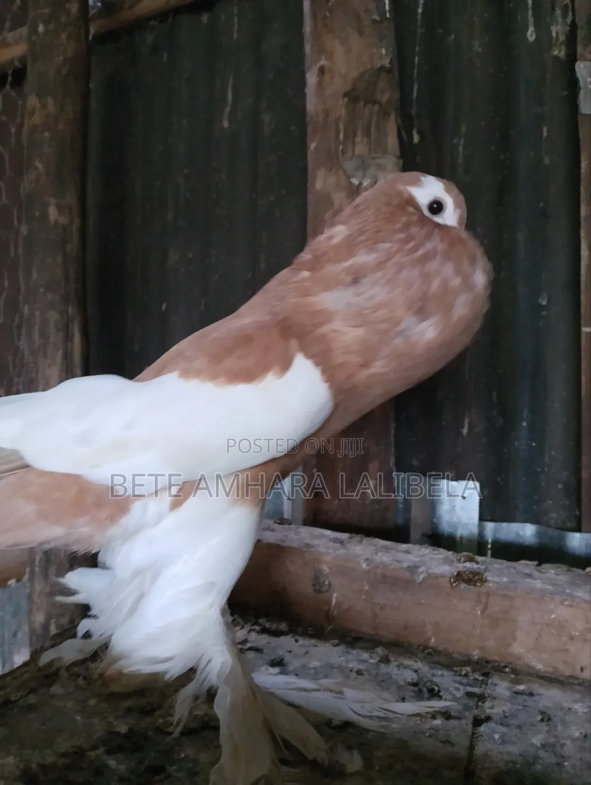 ሴት የፈለፈለች ቢጫ ሪቨርስ ዊንግ ፖተር