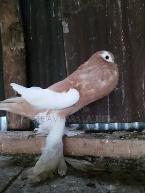 ሴት የፈለፈለች ቢጫ ሪቨርስ ዊንግ ፖተር