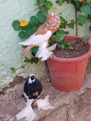 ሴት የፈለፈለች ቢጫ ሪቨርስ ዊንግ ፖተር