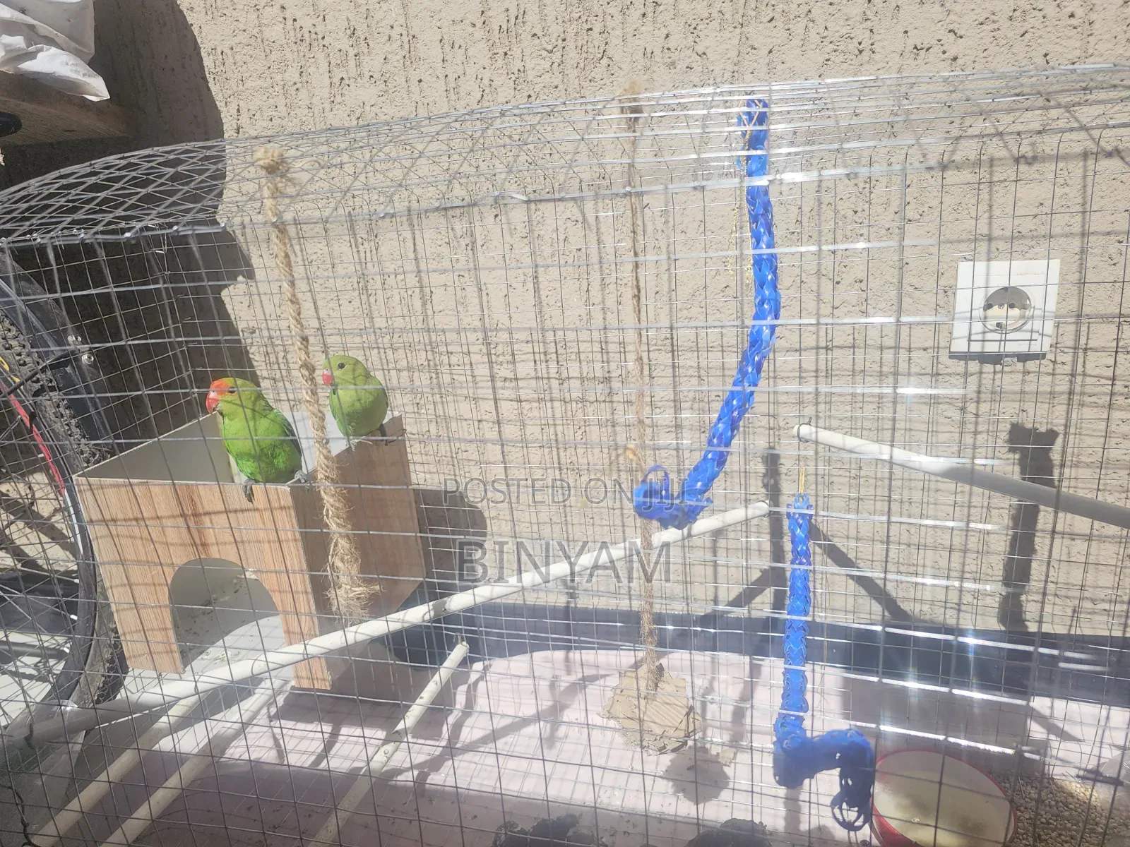 Parrots With Their Big House and Food