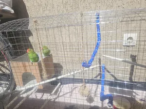 Parrots With Their Big House and Food