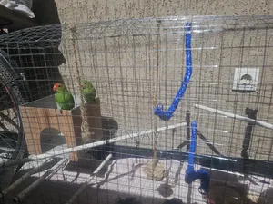 Parrots With Their Big House and Food