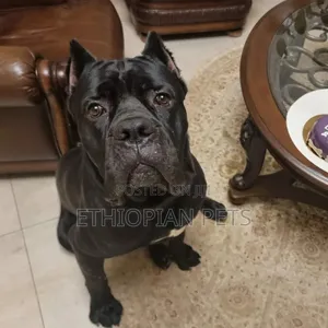 1-3 months Male Purebred Cane Corso
