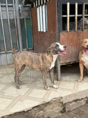 3-6 months Male Purebred American Pit Bull Terrier