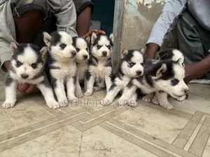 1-3 months Male Purebred Siberian Husky