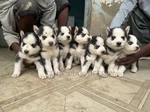 1-3 months Male Purebred Siberian Husky