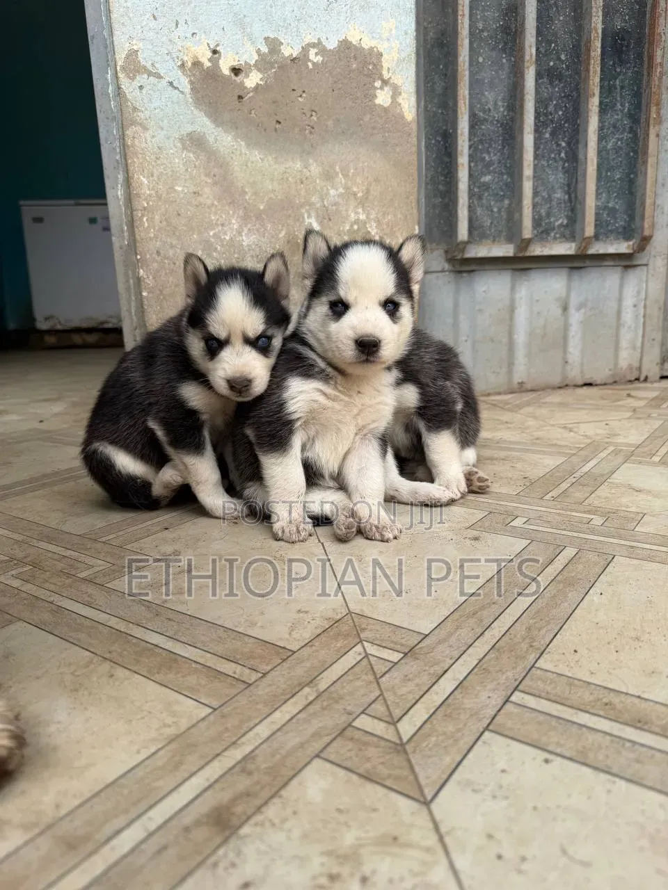 1-3 months Male Purebred Siberian Husky