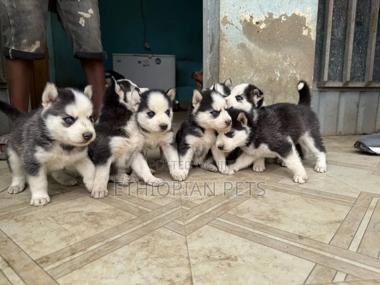 1-3 months Male Purebred Siberian Husky
