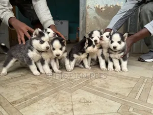 1-3 months Male Purebred Siberian Husky